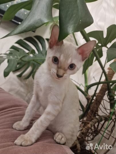 Бенгальская кошка бронь