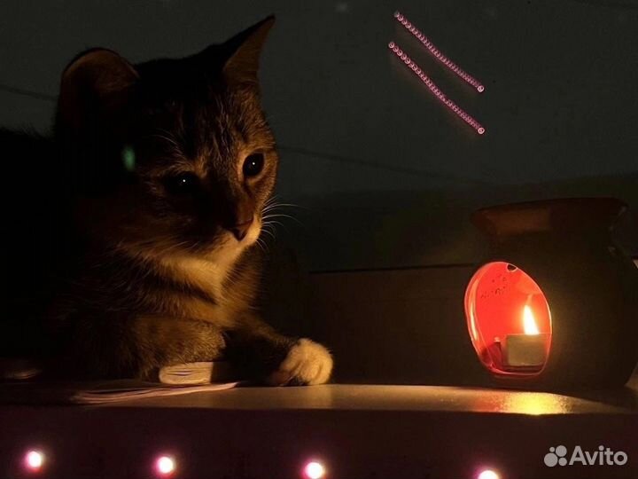 Кошка