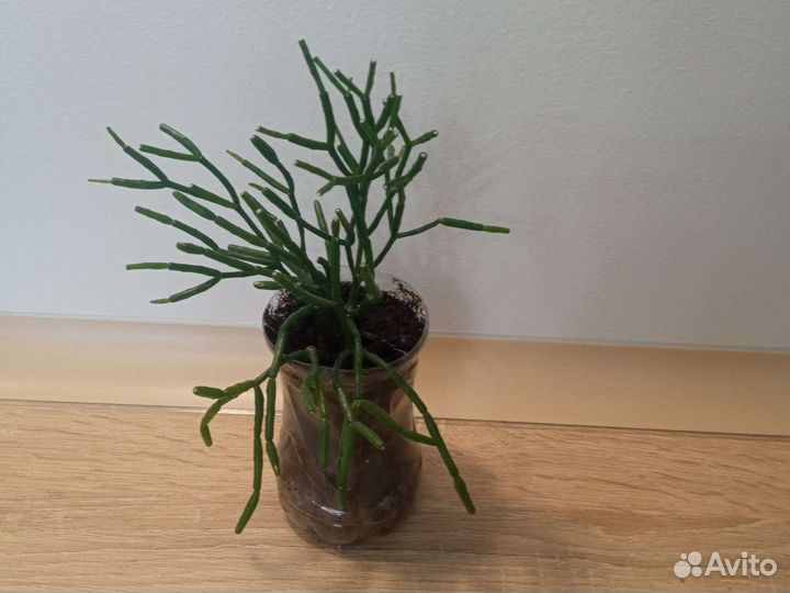 Бутылочное дерево