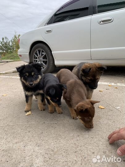 Щенки бесплатно