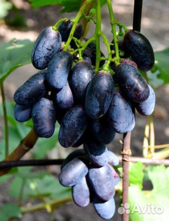 Саженцы винограда