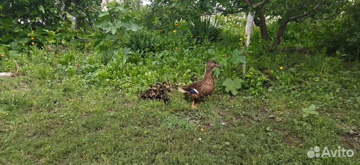 Подсадные утки Русские чубарые и дикоперые