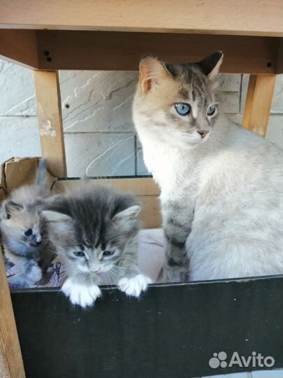 Котята
