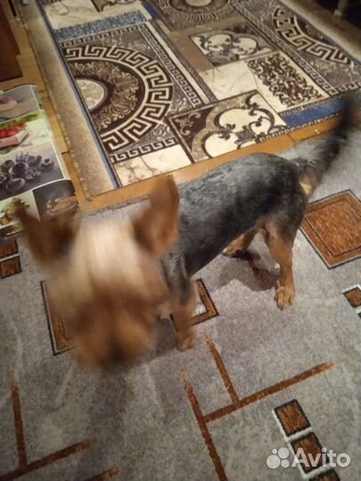 Йоркширский терьер кабелек вязка