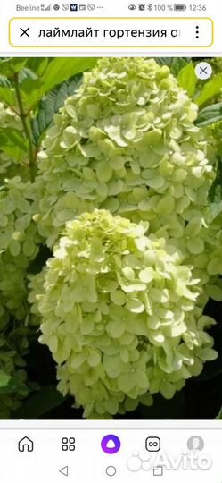 Гортензия саженцы