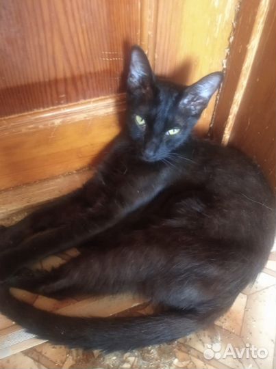 Кошки в добрые руки бесплатно