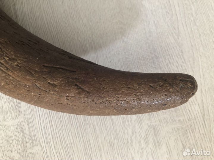 Рог ископаемого бизона