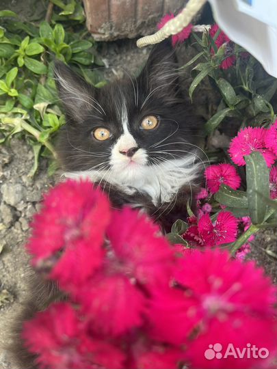 Котенок