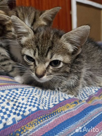 Кошки в добрые руки