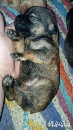 Собаки щенки маленькой породы