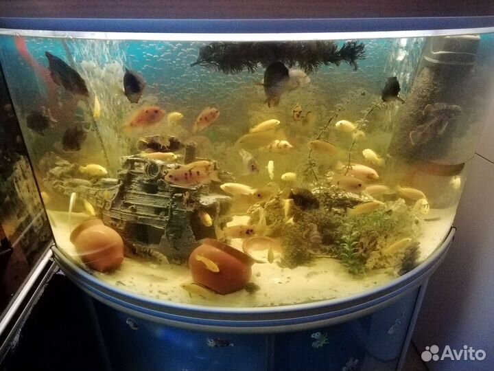 Аквариум 300л