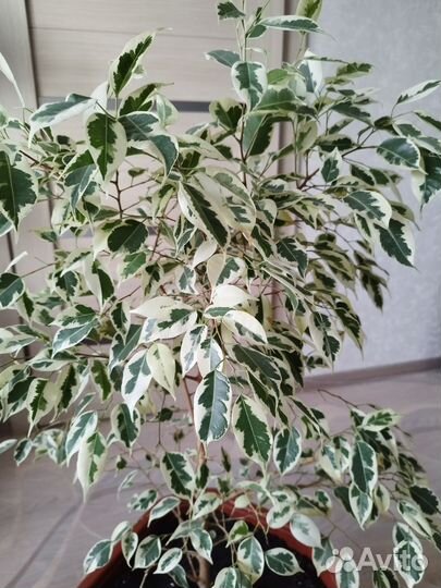 Фикус, денежное дерево