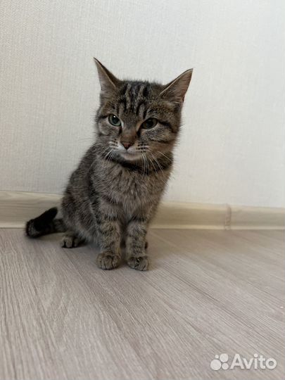 Кошка, 12 недель