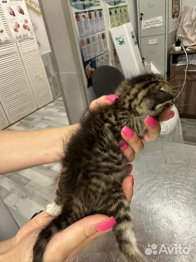 Вислоухий котёнок в добрые руки ищет дом