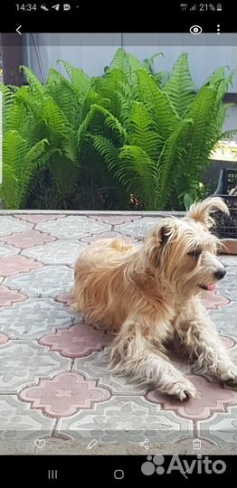 Отдам щенков бесплатно