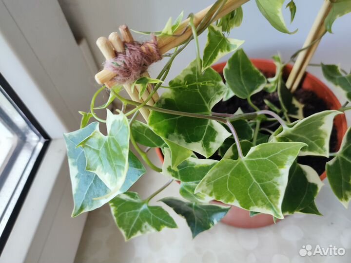 Растение плющ крестовник крупноязычковый