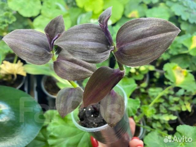 Традесканции разные своя коллекция