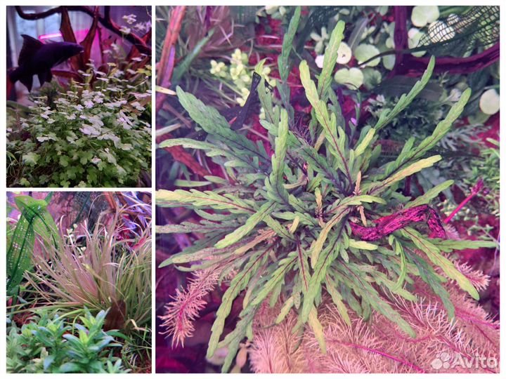 Аквариумные растения