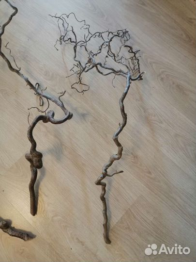 Корилус ветки