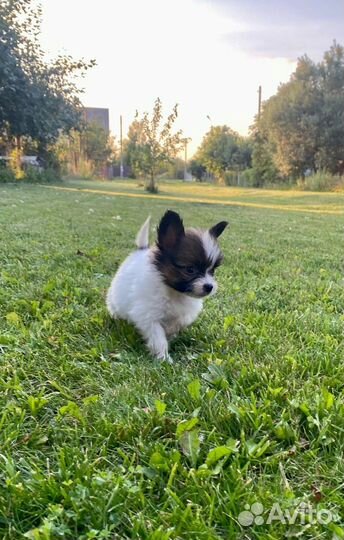 Щенки папийона