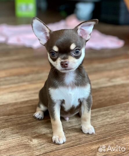 Щенки чихуахуа