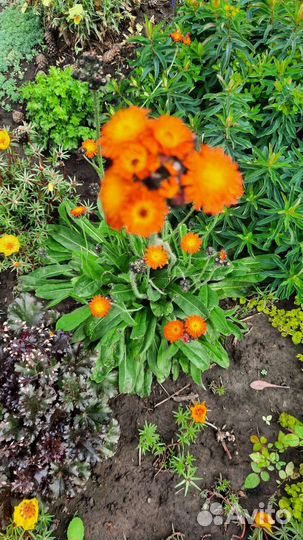 Садовые многолетники