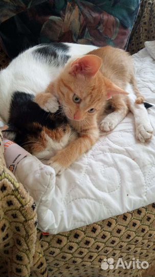 Котенок Персик-Гоша
