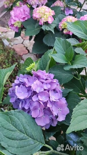 Гортензия крупнолистная черенки