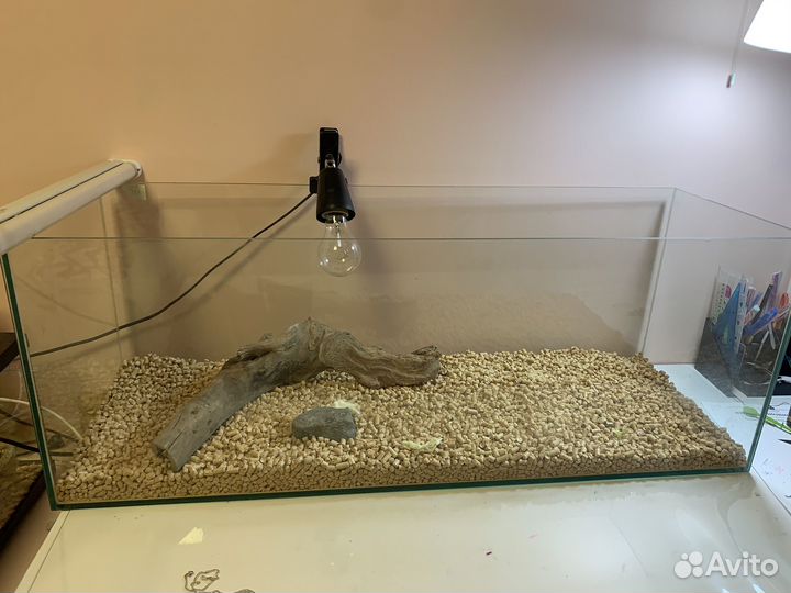 Бородатая агама с террариумом