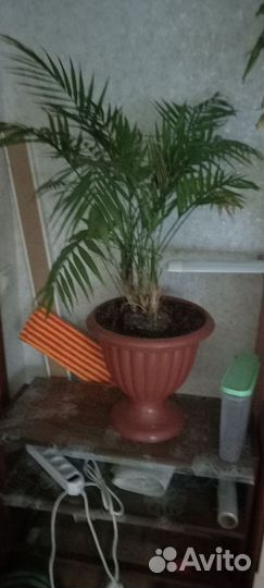 Комнатные растения цветы