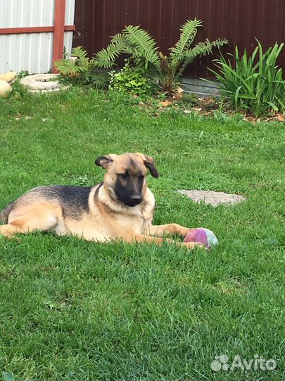 Щенок ищет дом