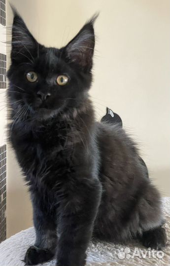 Потрясающая девочка мейн-кун