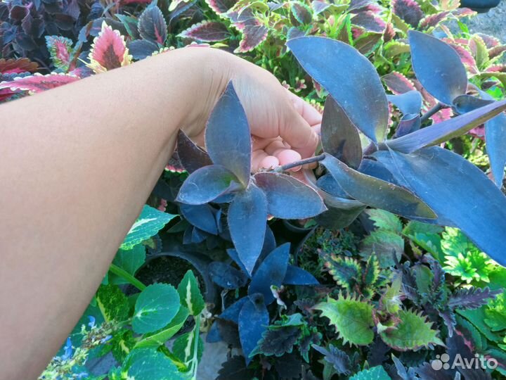 Традесканции, гибазис, коммелина, каллизия