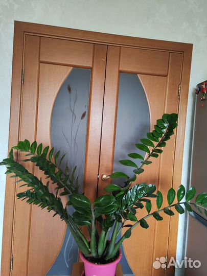 Замиокулькас