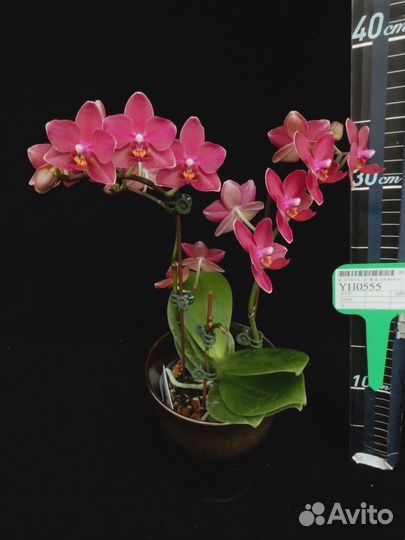 Ароматные орхидеи