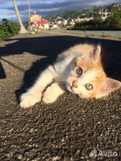 Котёнок мальчик