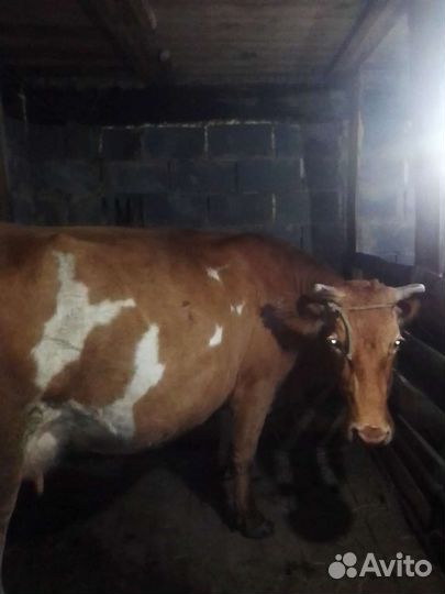 Продам свинью кабана корову