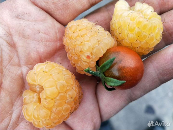 Рассада жëлтой малины