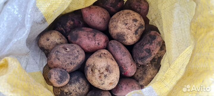 Картофель домашний