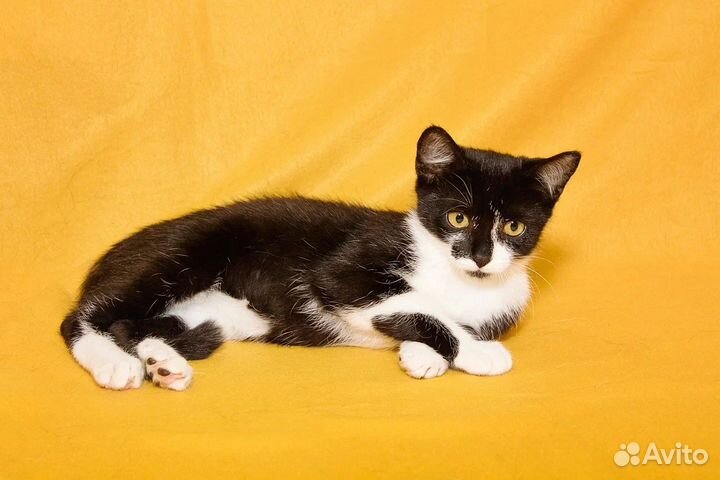 Котенок в добрые руки