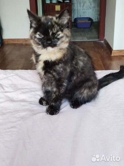 Котенок