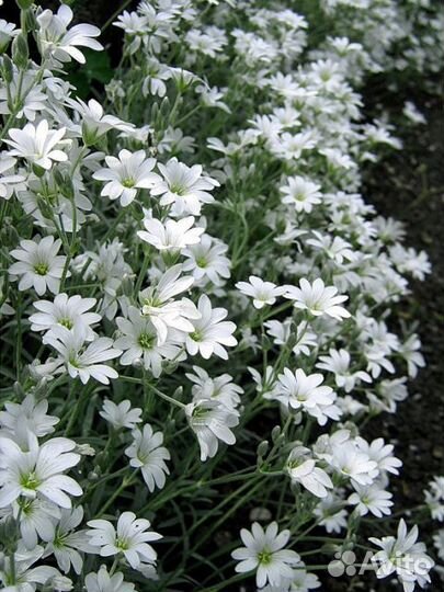 Цветы для дачи, сада, ясколка, яснотка, гвоздика