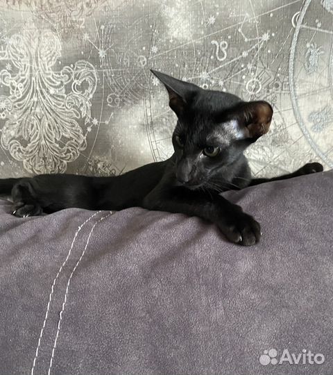 Ориентальный мальчик