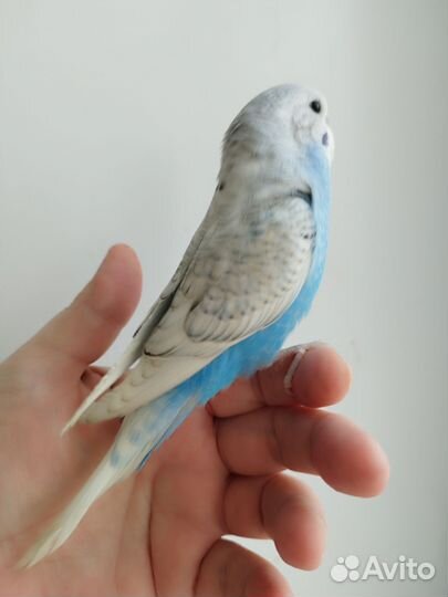 Волнистые попугаи, птенцы