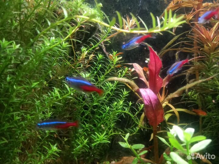 Аквариумные рыбки