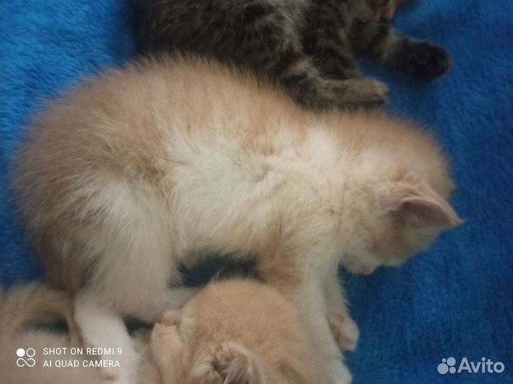 Отдам котят в добрые руки