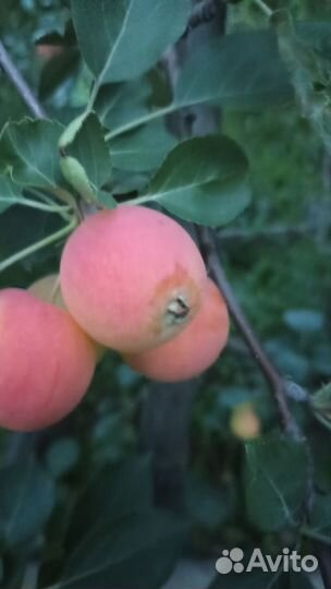 Ранетка, полукультурка