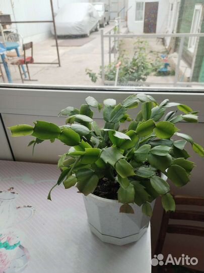 Комнатные цветы разные