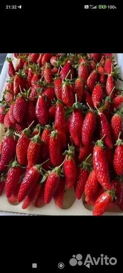 Рассада клубники сорт купчиха