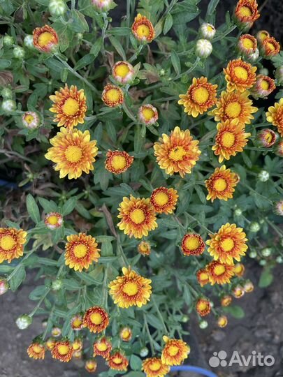 Хризантема в горшке